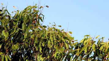 Eucalyptus leaves gently sway under clear blue skies in Bellarine, Victoria. Captured with natural lighting, showcasing serene movement video