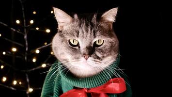 Scottish straight cat in green sweater and red tie bow on Happy New Year's holiday, celebrating Merry Christmas. Pet sitting on the black background photo