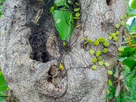 Tree Trunk Covered in Vines and Interesting Bark Texture photo