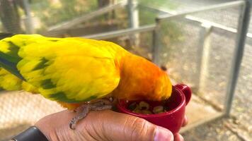 Sun conure eating from a person's hand video