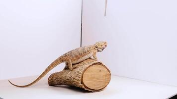 A bearded dragon interacts with a hand in a simple, well-lit environment, showcasing natural behavior and curiosity video