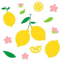 lemon with green leaves, lemon slice and white flower, citrus fruit botanical vector