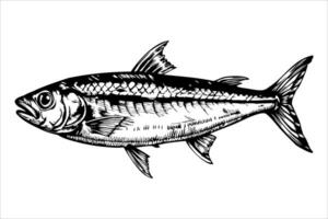 A detailed illustration of a fish, showcasing its scales, fins, and streamlined body. The fish is depicted in a realistic style, emphasizing its anatomical features. vector