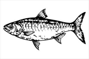 Illustration of a detailed fish, showcasing its scales and fins. The fish is depicted in a side view, emphasizing its streamlined body and facial features. vector