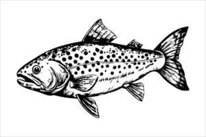 A detailed illustration of a trout fish with distinctive spots and fins. The fish is depicted swimming gracefully in a natural setting. vector