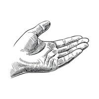 A detailed sketch of an open human hand, palm facing up. The hand is depicted with realistic lines and shading, showcasing the structure and features of the fingers and palm. vector