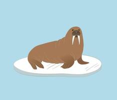 Walrus on the ice illustration. Large flippered marine mammal from Arctic vector