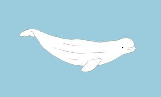 Cute Beluga whale illustration on blue background. Arctic cetacean white whale or sea canary vector
