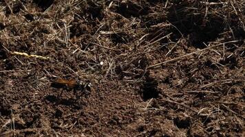 Wasps moving and interacting on soil and debris video