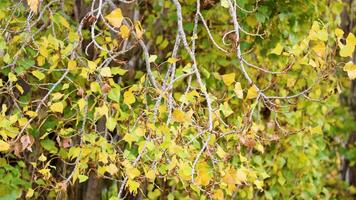 Yellow foliage sways on deciduous tree branches in a serene natural setting with soft lighting video