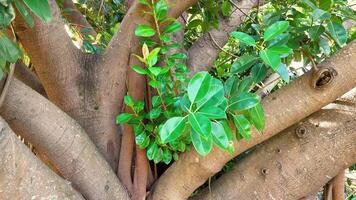Vibrant green leaves gently sway on a tree in Gold Coast, Australia, captured in natural daylight with a steady camera video