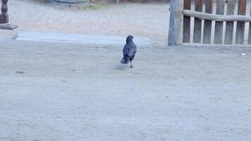 A black bird walks across a sandy path in Melbourne, Australia, under soft daylight, captured in a steady sequence video