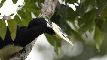 Hornbill interacting with its environment video