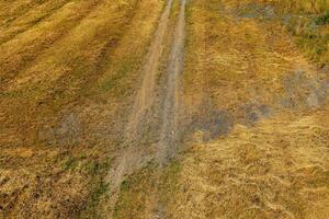 Rural path weaving through golden fields on a sunny day showcasing nature's serenity and beauty photo