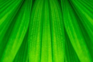 17 The natural background of palm leaves in a tropical forest. photo