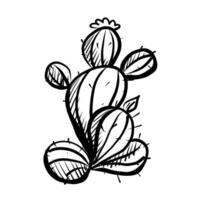 Hand-drawn illustration of a cactus with detailed spines and leaves in a minimalist style. vector