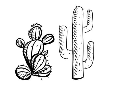 illustration of two distinct cacti showcasing their unique shapes and characteristics in a minimalist style. vector