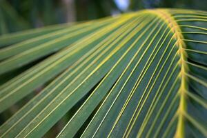 A close up of a palm leaf with green and yellow stripes photo