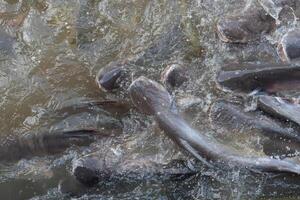 A group of fish swimming in a river photo