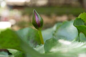 A bud of a flower growing on a leaf photo