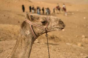 A stunning Camel Portrait set against a beautiful Desert Landscape featuring Tourists photo
