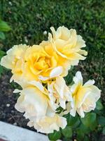 A cluster of pale yellow roses in various stages of bloom. Their creamy petals with hints of gold and gentle curves evoke elegance and timeless beauty in a garden setting.. photo