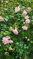 A rose bush filled with delicate soft pink blooms nestled in dense green foliage. The flowers appear in different stages of life, adding texture and beauty to the natural composition photo