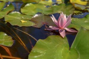 A pink water lily flower floating on the water surface among green leaves. The flower looks fresh and bright against the calm water background. photo