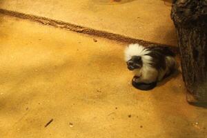 A monkey the Tamarin breed eats vegetables on the floor of an enclosure in a zoo. Funny monkeys photo