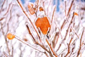 Orange leaves growing on a branch covered with ice photo