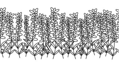 Black line lavender flower horizontal seamless border. graphic line illustration. Cute provance Vintage retro sketch element for labels, packaging, textile and cards design. vector