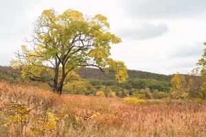 Autumnal landscape with field and trees in Russia photo