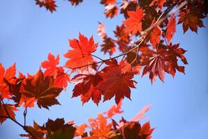 Maple branch with autumn red leaves on a blue sky background photo