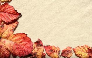 Bright frame made of autumnal red and orange tree leaves on a beige fabric background with folds under sunlight. Nature background photo