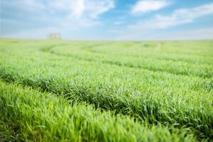 grass on a meadow with paths against a cloudy sky photo