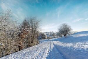 Winter trees on hills bright frosty sunny day photo