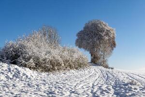 Bald trees covered with hoarfrost stand on snowy hills in the sunlight photo