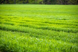 Close up on grass on a meadow with paths against a cloudy sky photo