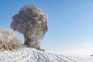 Bald trees covered with hoarfrost stand on snowy hills in the su photo