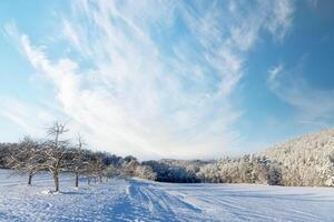 Winter trees on snowy on a cloudy bright frosty sunny day photo