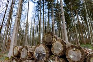 large logs in a dense autumn forest photo