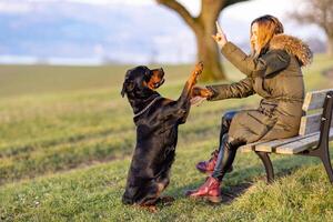 A woman trains a Rottweiler sitting on a bench on top of a hill photo