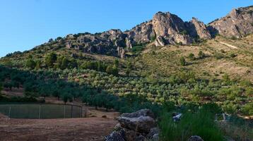 Scenic View of a Mountainous Olive Grove Landscape with Clear Skies photo