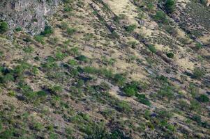 Scenic View of a Woodland Hillside with Sparse Vegetation and Young Trees in a Sunny Environment photo