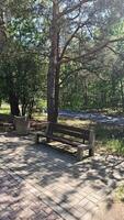 Empty park benches surrounded by tall trees and dappled sunlight on a quiet paved pathway photo