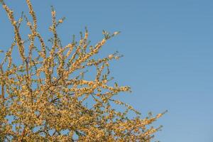 Cherry tree blossoms against the sky in spring. photo