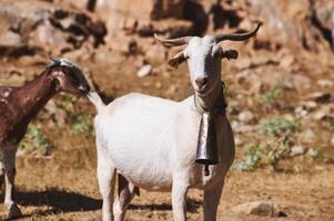 Close-Up of a Goat in a Rustic Rural Setting with Bell photo