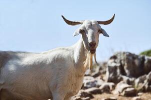 Majestic White Goat in Natural Rocky Terrain on a Sunny Day photo