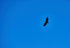 Bird Soaring Gracefully Against a Clear Blue Sky photo