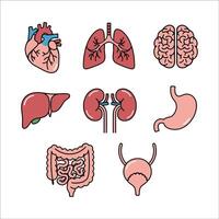 Human Internal Organs Icons Set in Flat Cartoon Style for Medical and Educational Use vector